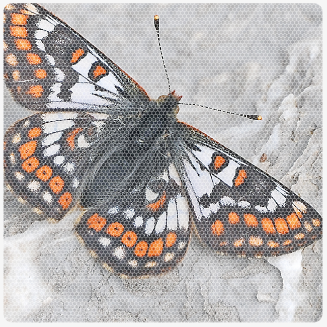 Schmetterlingsweg Bettingen